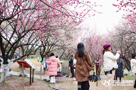 成都植物园樱梅共绽 一起邂逅浪漫春光 成都植物园樱梅共绽 一起邂逅浪漫春光