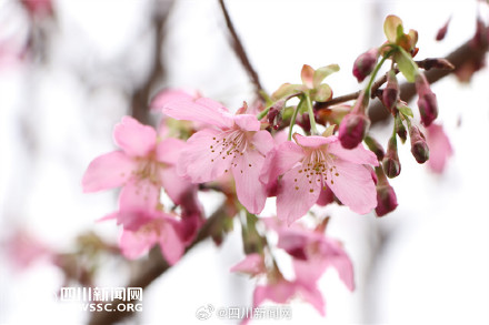 成都植物园樱梅共绽 一起邂逅浪漫春光 成都植物园樱梅共绽 一起邂逅浪漫春光
