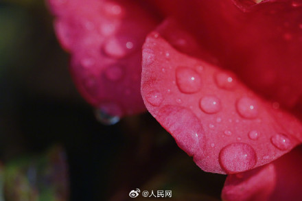 蜜蜂花间起舞浪漫十足