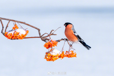 又美又可爱！鸟儿雪中嬉戏图