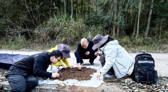 江西发现蜘蛛新物种铜钹山奥塔蛛 江西发现蜘蛛新物种铜钹山奥塔蛛