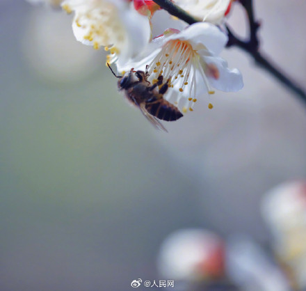 蜜蜂花间起舞浪漫十足