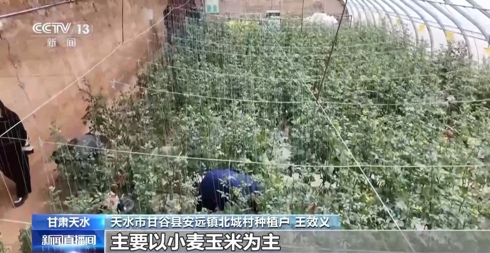 小番茄带来八倍收益  传统村落化身“手绘小镇”！看脱贫村的振兴路