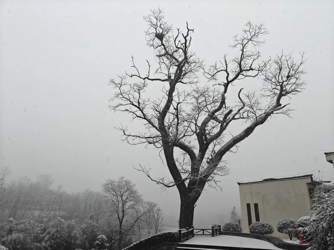 湖北今天下雪了！大风降温，还有雨雪……