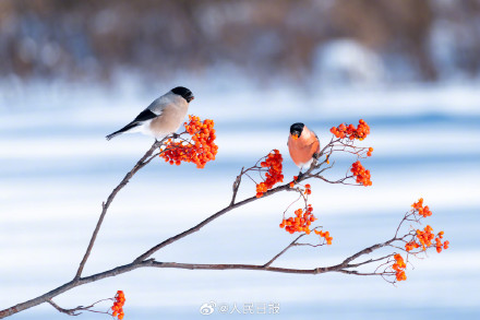 又美又可爱！鸟儿雪中嬉戏图