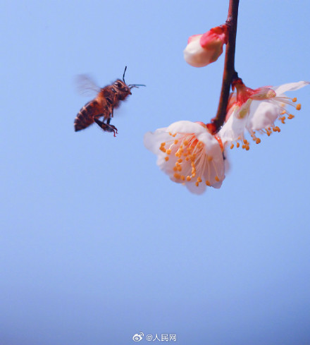 蜜蜂花间起舞浪漫十足