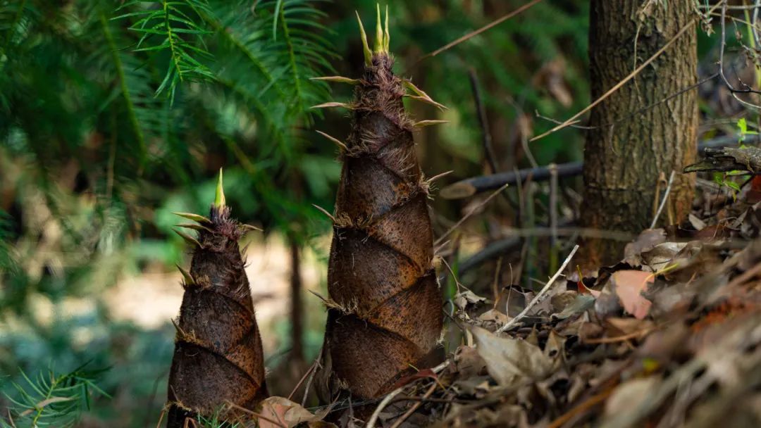 折耳根失宠？重庆春菜上新，买它的人比买折耳根的还多……