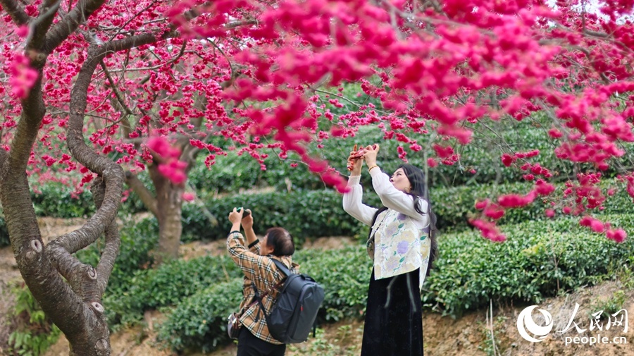 福建龙岩：万株樱花迎来最佳观赏期