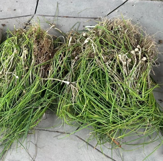 折耳根失宠？重庆春菜上新，买它的人比买折耳根的还多……