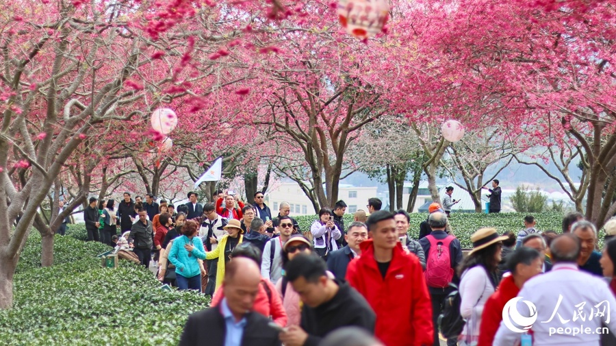 福建龙岩：万株樱花迎来最佳观赏期