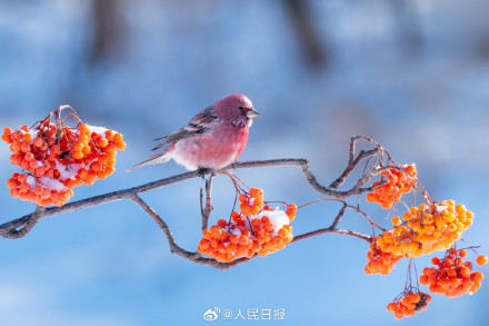 又美又可爱！鸟儿雪中嬉戏图