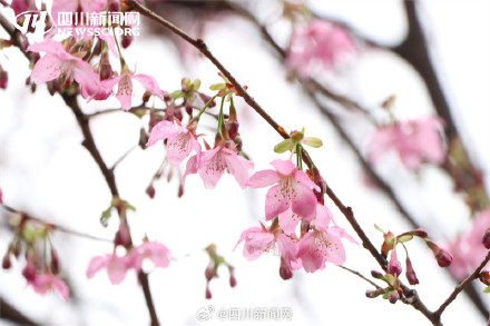 成都植物园樱梅共绽 一起邂逅浪漫春光 成都植物园樱梅共绽 一起邂逅浪漫春光