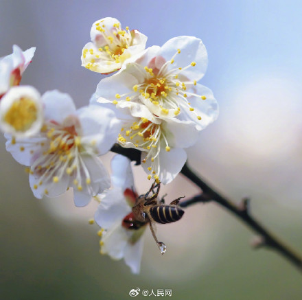 蜜蜂花间起舞浪漫十足
