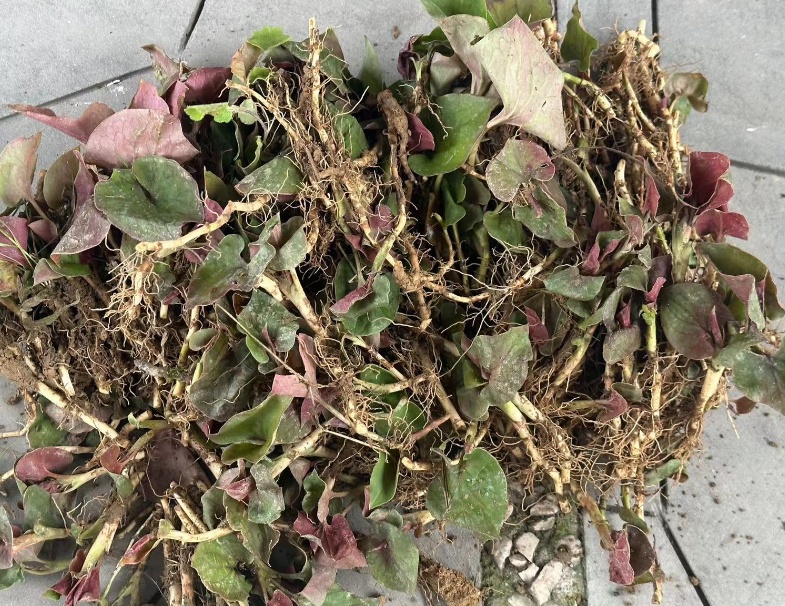 折耳根失宠？重庆春菜上新，买它的人比买折耳根的还多……