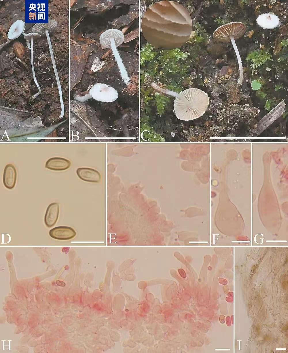 武夷山国家公园发现2个大型真菌新物种