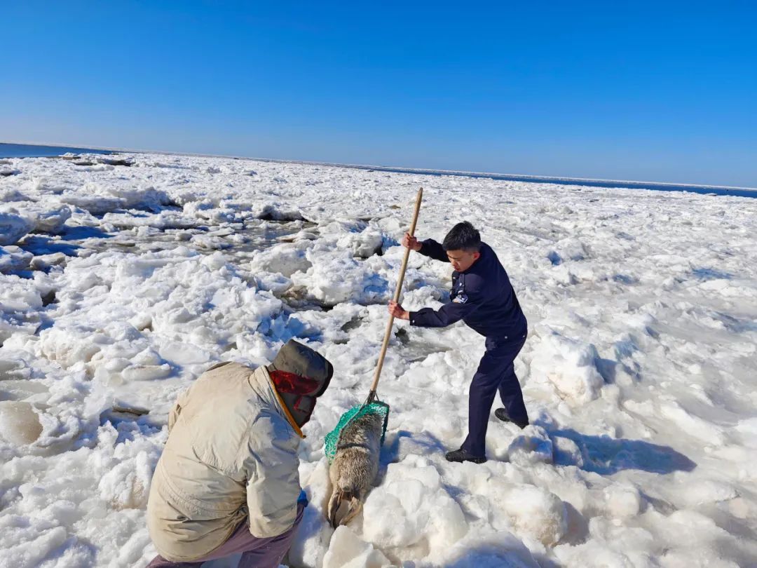 是谁家的“小萌兽”在冰面上emo啦？