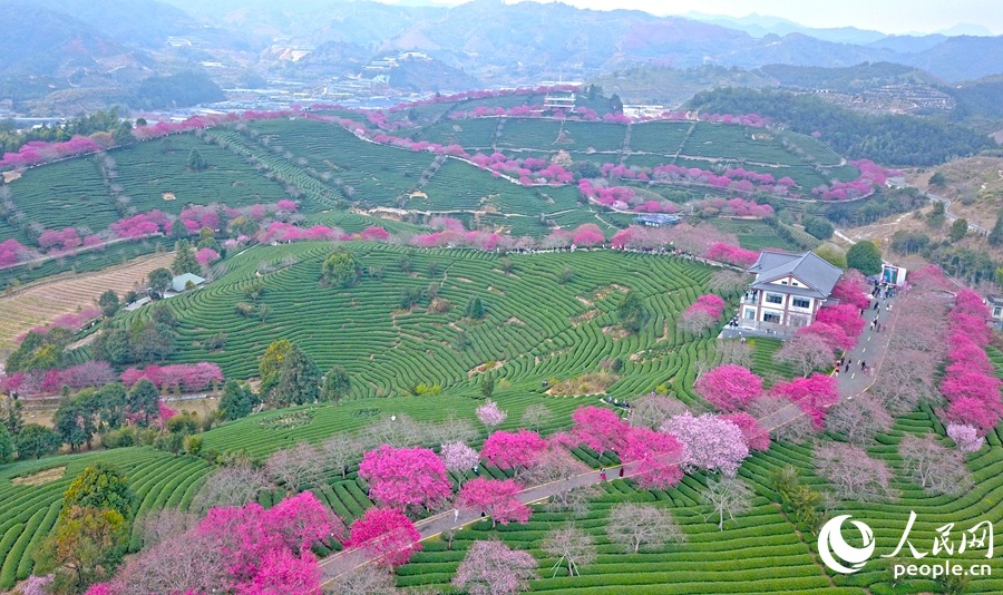 福建龙岩：万株樱花迎来最佳观赏期