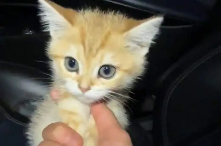 “不打钱就把猫扔了!”顺风车司机半途威胁用户,拿到钱后逃之夭夭…… “不打钱就把猫扔了!”顺风车司机半途威胁用户,拿到钱后逃之夭夭……