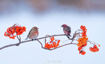 又美又可爱！鸟儿雪中嬉戏图