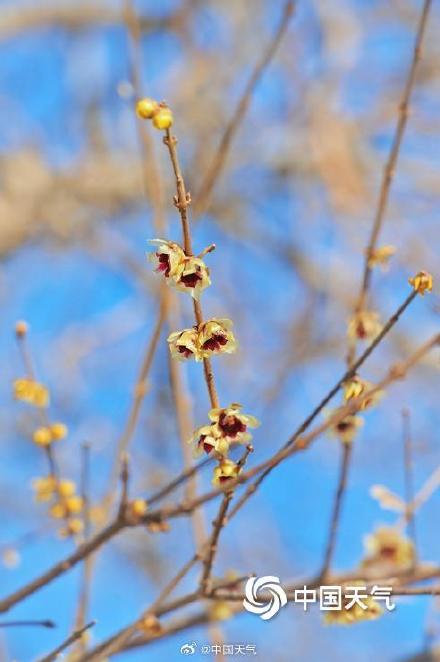 北京北海公园蜡梅花开