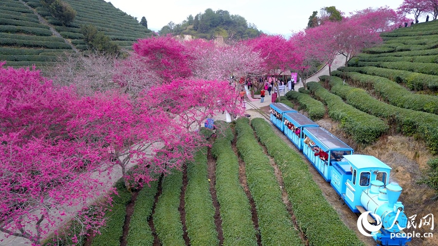 福建龙岩：万株樱花迎来最佳观赏期