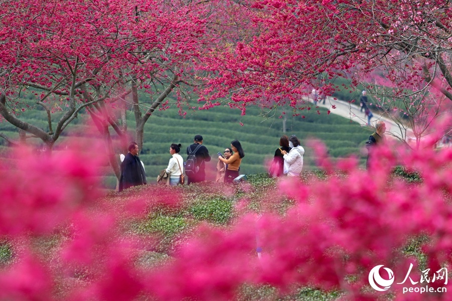 福建龙岩：万株樱花迎来最佳观赏期