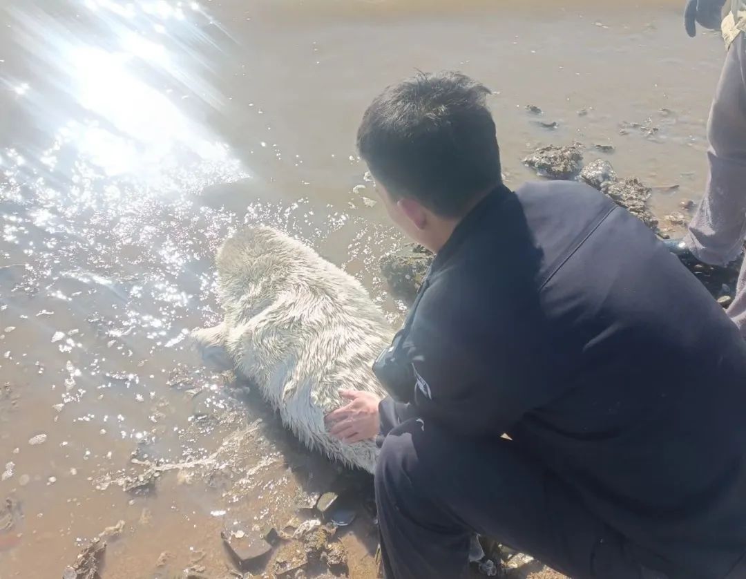 是谁家的“小萌兽”在冰面上emo啦？