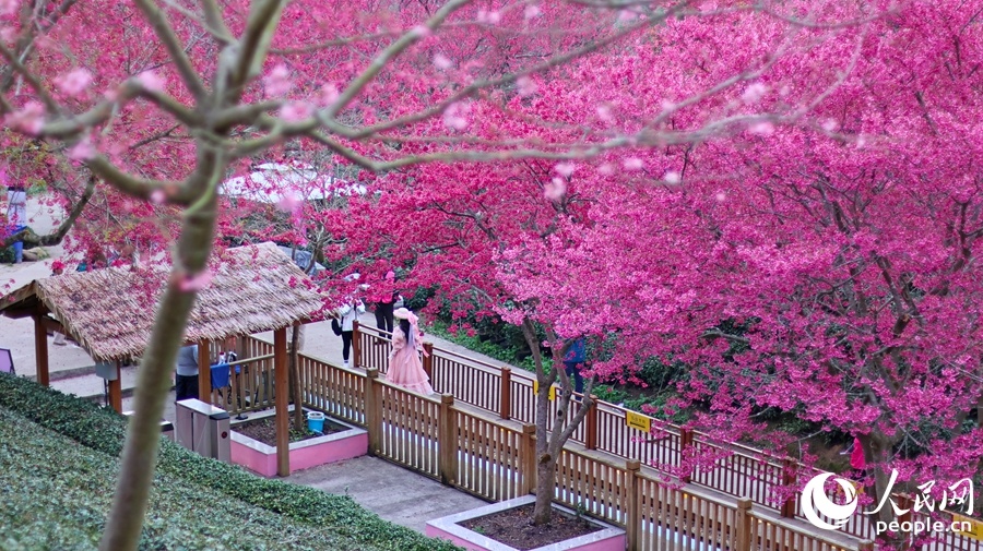 福建龙岩：万株樱花迎来最佳观赏期