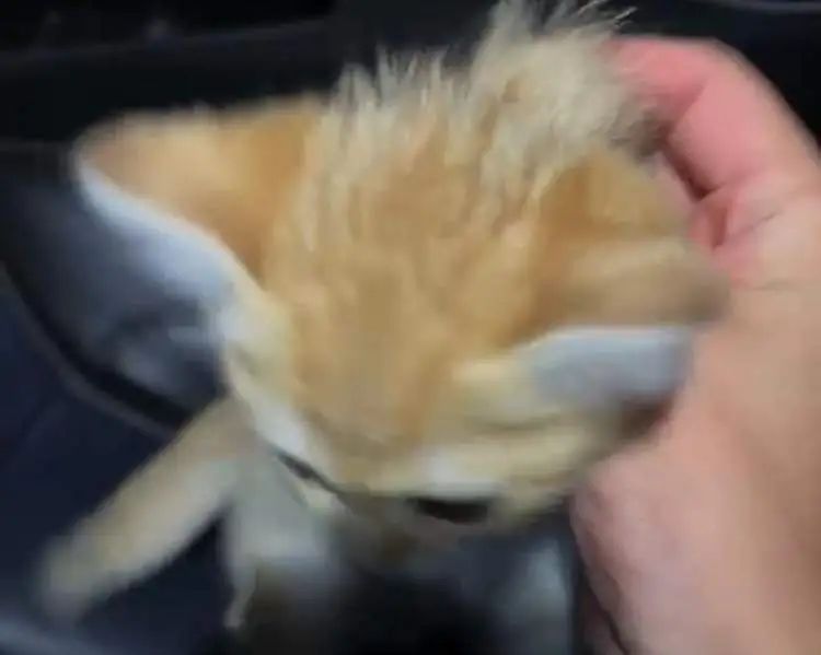 “不打钱就把猫扔了!”顺风车司机半途威胁用户,拿到钱后逃之夭夭…… “不打钱就把猫扔了!”顺风车司机半途威胁用户,拿到钱后逃之夭夭……