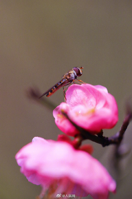 蜜蜂花间起舞浪漫十足