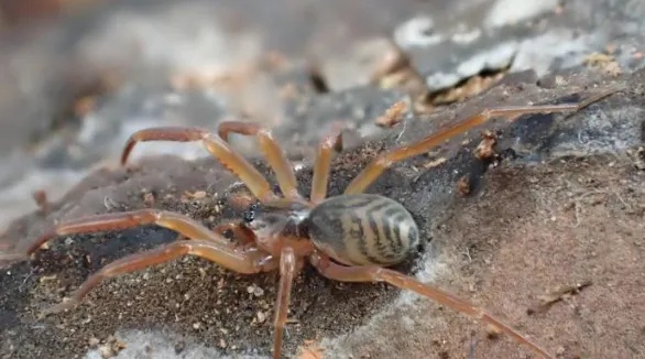 江西发现蜘蛛新物种铜钹山奥塔蛛 江西发现蜘蛛新物种铜钹山奥塔蛛