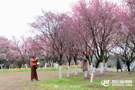 成都植物园樱梅共绽 一起邂逅浪漫春光 成都植物园樱梅共绽 一起邂逅浪漫春光