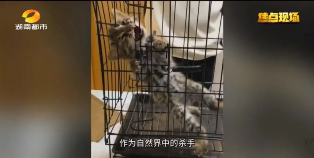 长沙县发现豹猫？是真的！