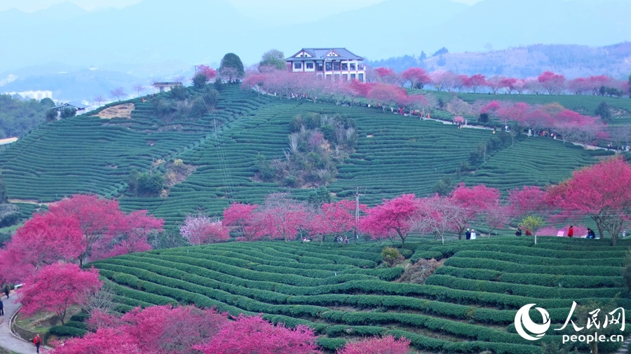 福建龙岩：万株樱花迎来最佳观赏期