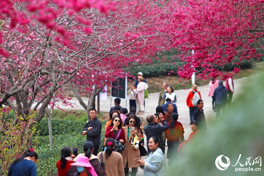 福建龙岩：万株樱花迎来最佳观赏期