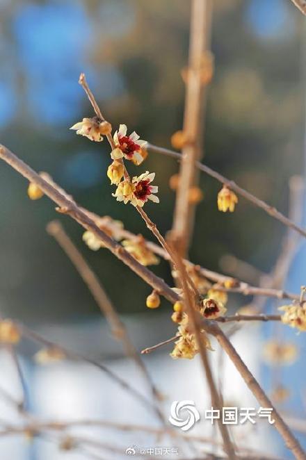 北京北海公园蜡梅花开