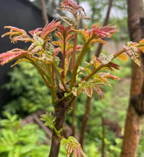 折耳根失宠？重庆春菜上新，买它的人比买折耳根的还多……