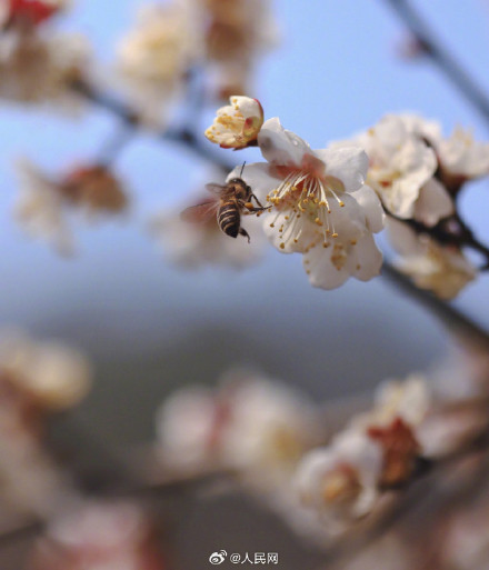 蜜蜂花间起舞浪漫十足