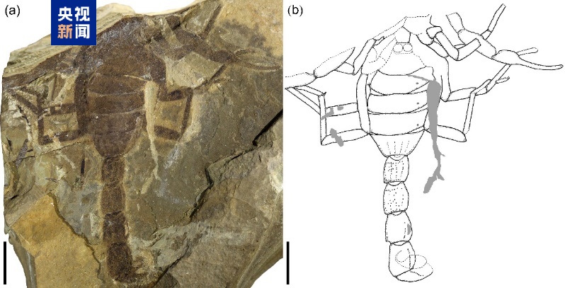 我国科学家发现中生代蝎化石——龙城热河蝎 我国科学家发现中生代蝎化石——龙城热河蝎