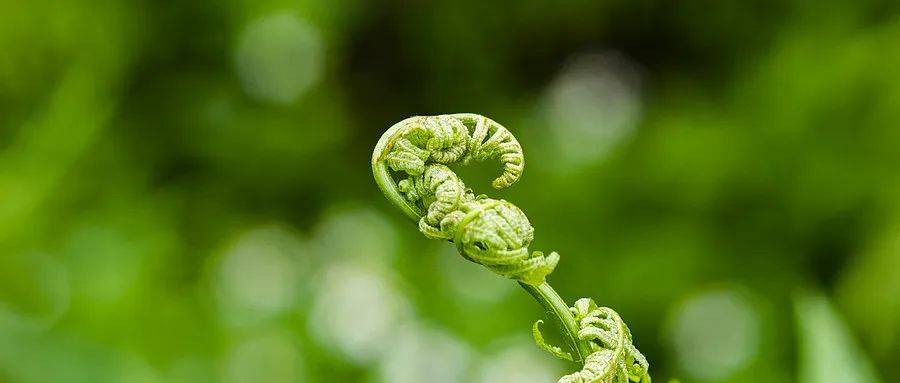 折耳根失宠？重庆春菜上新，买它的人比买折耳根的还多……