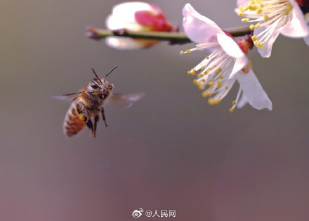 蜜蜂花间起舞浪漫十足