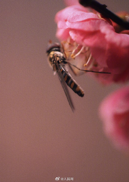 蜜蜂花间起舞浪漫十足