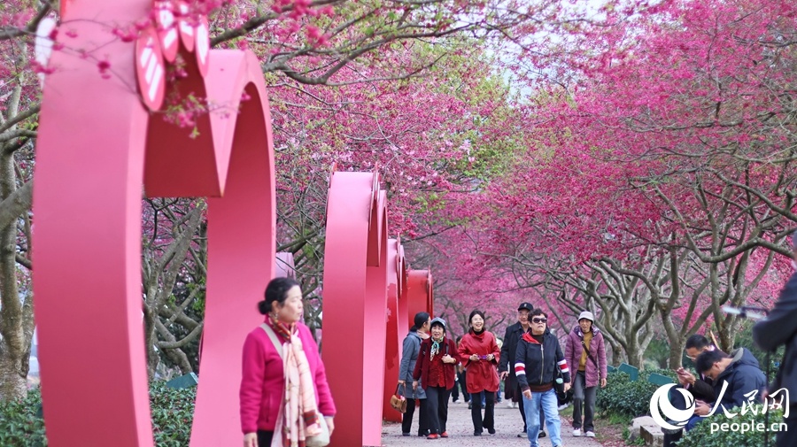 福建龙岩：万株樱花迎来最佳观赏期