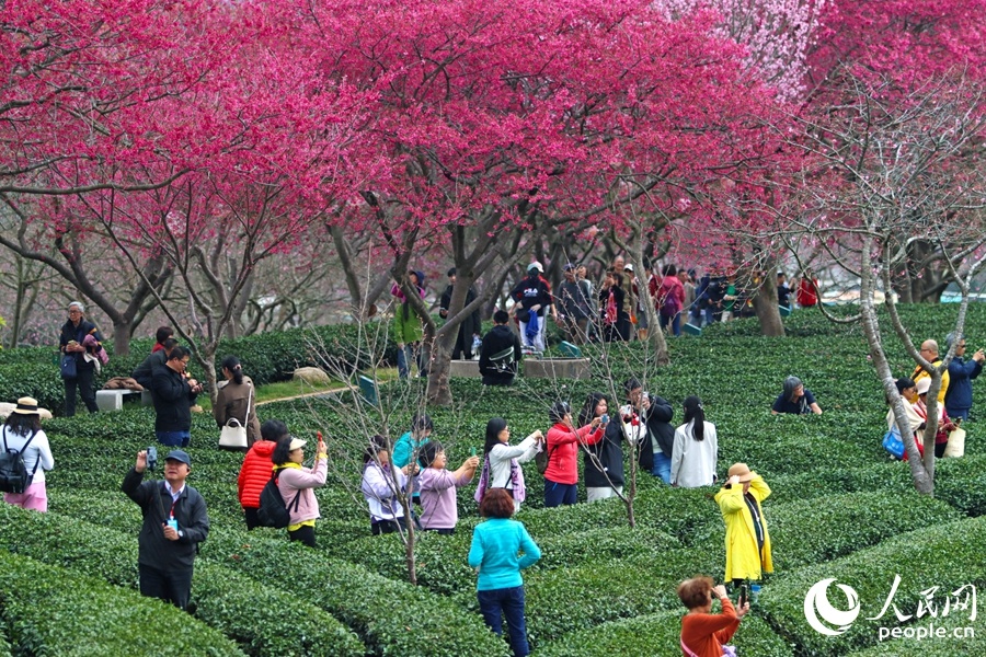 福建龙岩：万株樱花迎来最佳观赏期