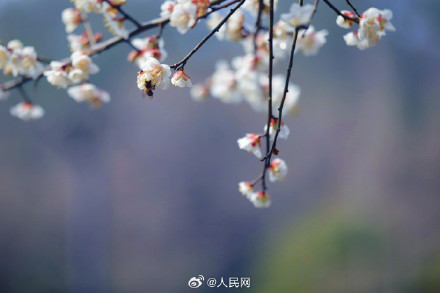 蜜蜂花间起舞浪漫十足