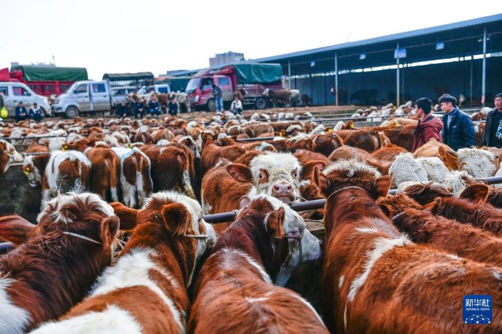春耕牛市供销旺 春耕牛市供销旺