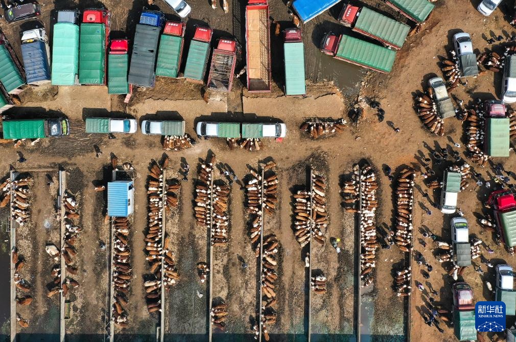 春耕牛市供销旺 春耕牛市供销旺