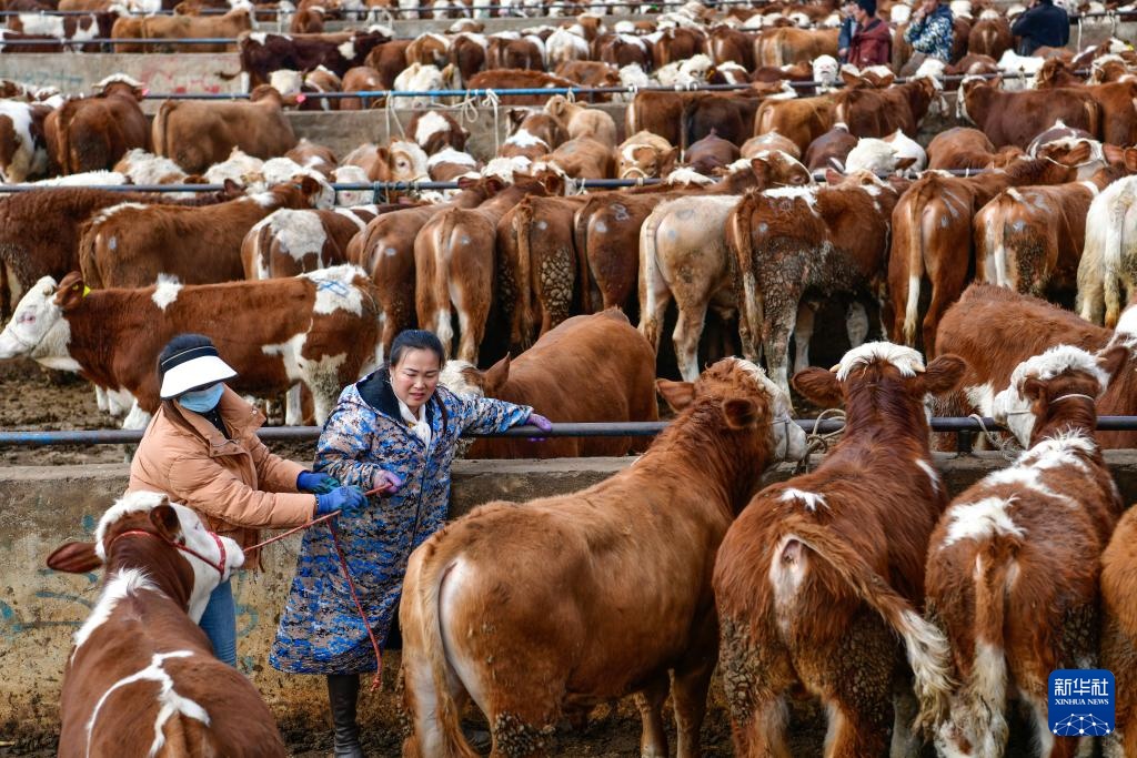 春耕牛市供销旺 春耕牛市供销旺