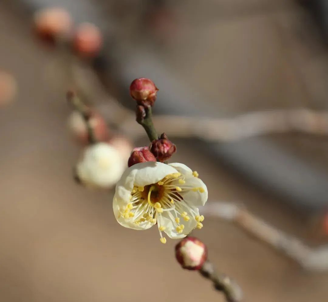 狠狠治愈!春天就要来北京爬这些山! 狠狠治愈!春天就要来北京爬这些山!