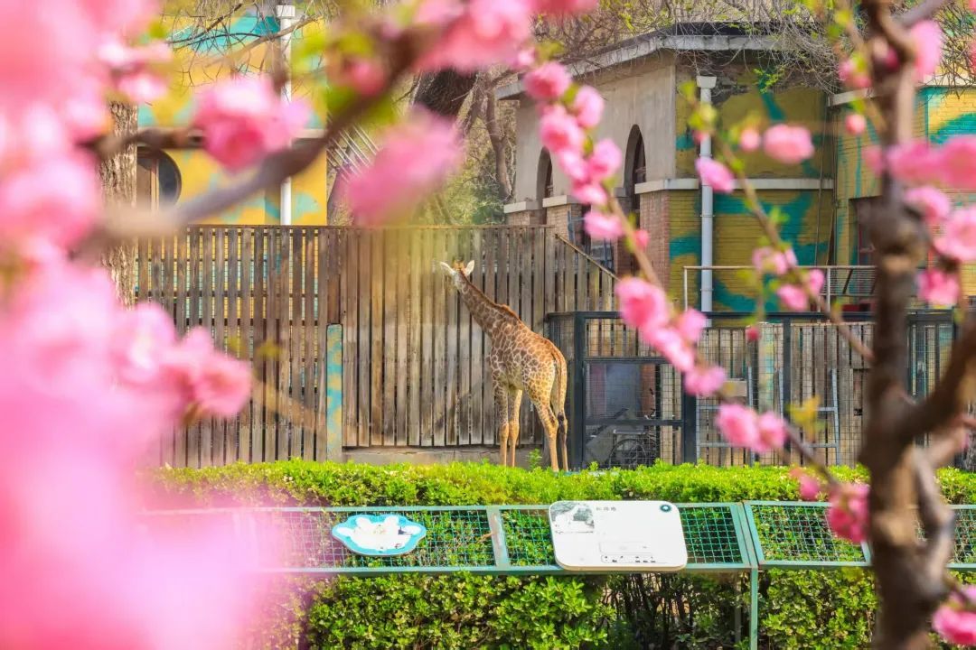 北京动物园这个承载几代人童年记忆的场馆要拆除，园方回应——